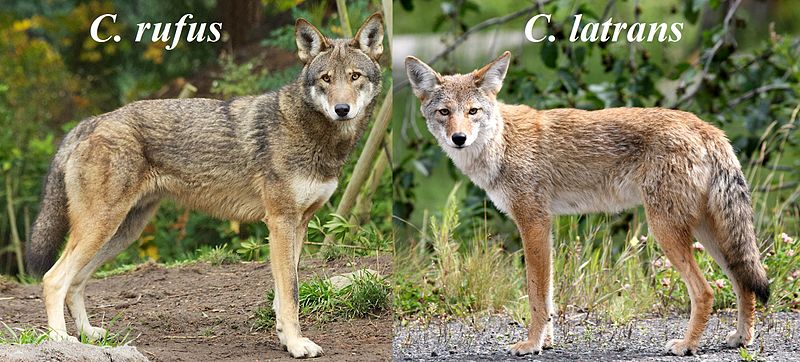 A side-by-side comparison of a red wolf (left) and a coyote (right).