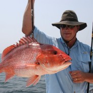 Big red snapper, like this one Gregg Miles of Winfield caught on the Fairwater II out of Orange Beach, have been commonplace in recent years.