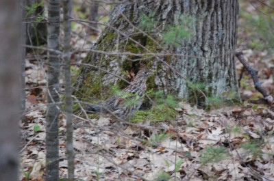 You may not always see grouse in the spring, but you can certainly hear them drumming. Image by Derrek Sigler.