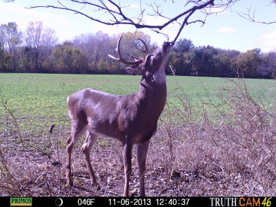 Seeing bucks out and about during daylight is a sure sign that the rut is in full swing. Furious rutting activity causes bucks to throw caution to the wind. 
