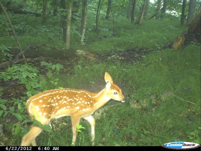 Fawns are the key to survival of the whitetail species.