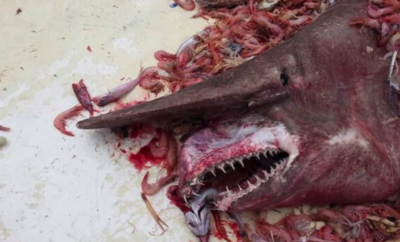 This goblin shark survived its visit to the surface and was later released.