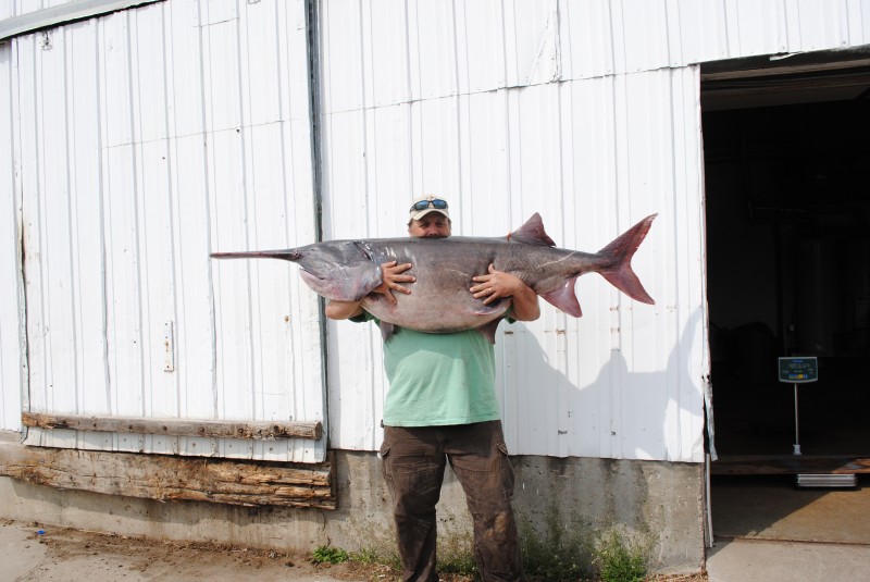 It is hard to believe that a fish that feeds primarily on zooplankton can grow so big. Bill Harmon holds up his new state record paddlefish.