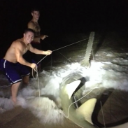 .sawfish
