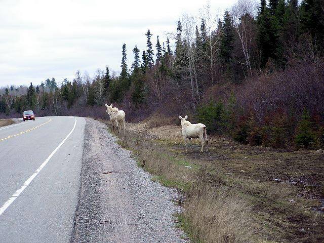 Two white, or possibly albino, moose watch traffic pass by in Ontario.