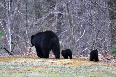 A strange series of events occurred when one man thought he was being pursued by a bear, which police said was a result of drug-induced hallucinations.