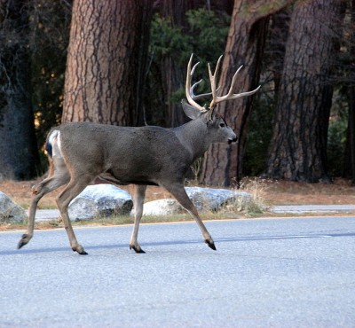 Although bucks are more desirable, wildlife officials are thinking of skewing Catalina's deer hunt more toward does.