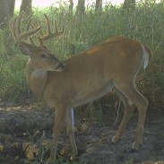 Deer will come to the minerals regularly, allowing you to take an inventory of the bucks in your area.