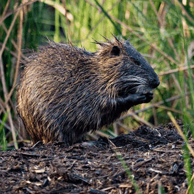 Louisiana hunters could already harvest nuisance animals such as nutria with the use of suppressors, and a new law allows the hunting of all game animals with suppressors.