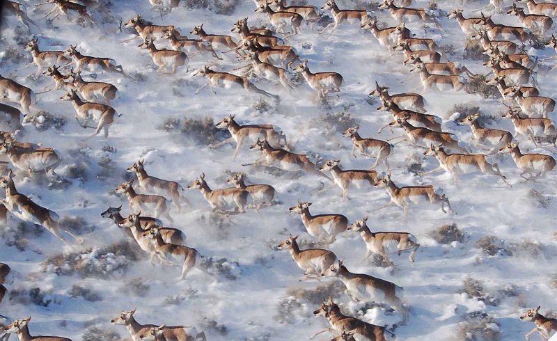 “Moving Beyond Science to Protect a Mammalian Migration Corridor" paper explores the Path of the Pronghorn.
