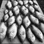 Crappie are finicky fish that will bite one thing during one season, and something totally different the next.