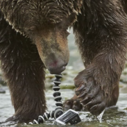 gopro bear