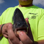 This pacu sports some serious chompers, and managed to bite straight through an Ohio angler's first hook.