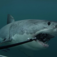 shark