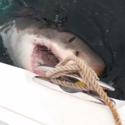 sharkattack