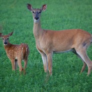 While harsh winters usually mean fewer fawns, so far things are looking good for Michigan’s deer herd.