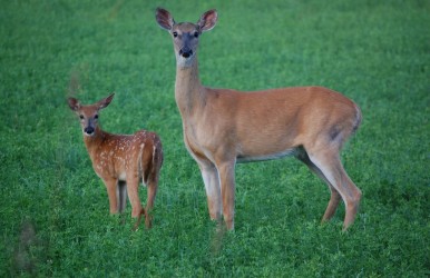 While harsh winters usually mean fewer fawns, so far things are looking good for Michigan’s deer herd.