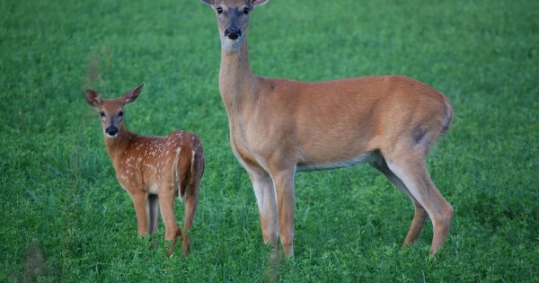 Detailed california deer zone map