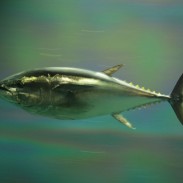 NOAA will be opening a public comment period on the future of bluefin tuna fishing.