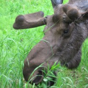 Some plants can be dangerous, or at least unpleasant, for a moose to eat. The animal's secret weapon, however, is what's in its spit.