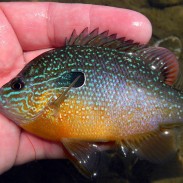 A male longear sunfish. You can clearly see its elongated opercular flap, which gave the fish its name.