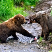 A brown bear attacked a soldier near Joint Base Elmendorf-Richardson on Sunday during a routine exercise.