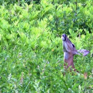 Deer in Minnesota will get a reprieve this year with lower bag limits and more restrictions.