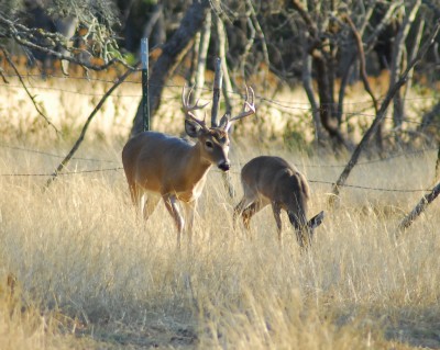 Unless the Missouri General Assembly overrides Governor Jay Nixon's vetoes, captive deer will remain under the authority of the state Department of Conservation.