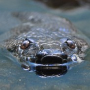 Officials are attempting to capture a large snake purported to be in New Jersey's largest freshwater lake.