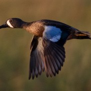 This year looks like it will be another great year for ducks, despite a harsh winter.