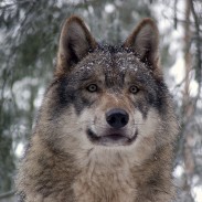 A recent court decision clarified whether hunters could train dogs to hunt wolves in Wisconsin.
