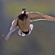 Hunters in the Peace Garden State can expect to see more ducks and pheasants this year after a mild winter.