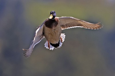 Hunters in the Peace Garden State can expect to see more ducks and pheasants this year after a mild winter.