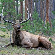 Given enough time, experts believe that elk can build a resistance to CWD.