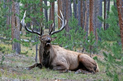 Given enough time, experts believe that elk can build a resistance to CWD.