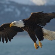 Bald_Eagle_Alaska_(10)