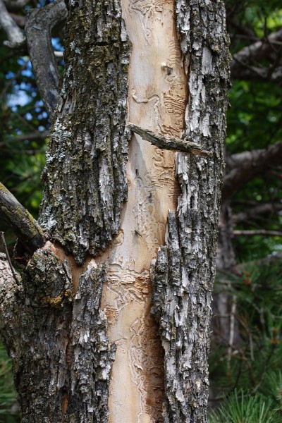 Clear evidence of emerald ash borer infestation can be seen under the bark of dead trees. The wavy lines are caused by burrowing larvae.