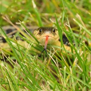 Garter snakes are nonvenomous and found throughout Wisconsin.