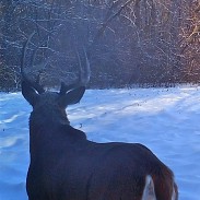 One buck, nicknamed "Sir Prize," that the author has had the pleasure of observing year after year. His prominent right shoulder blade makes him easily identifiable.