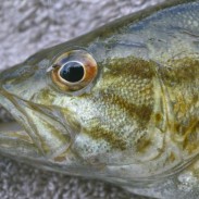 Smallmouth bass and white sucker found in at least three Pennsylvania river basins exhibited intersex attributes.