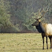 Taking selfies with any wild animal is usually not a good idea, especially when the animal in question is a bull elk, like this one seen in a file photo from the Oregon Department of Fish and Wildlife.