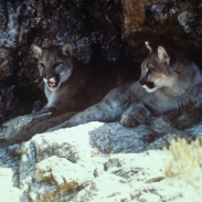 Mountain lions may be capable of making "friends."