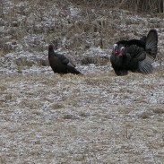 CEO for the National Wild Turkey Federation visits Gateway Outdoors Radio.