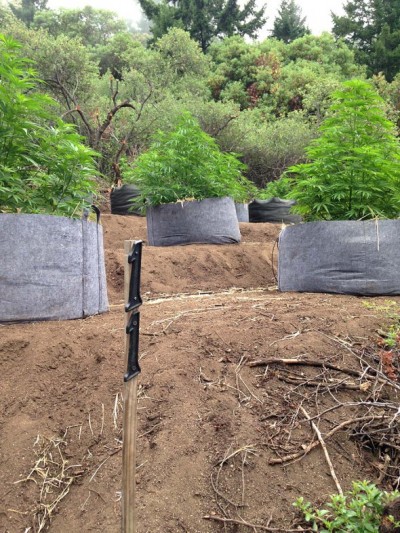 Two California Men Arrested for Diverting Stream Endangering Salmon to Grow Marijuana Two California Men Arrested for Diverting Stream Endangering Salmon to Grow Marijuana