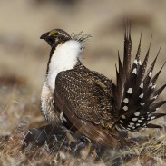 Montana officials have approved a plan that will limit sage grouse hunting and cut the length of the season in half.