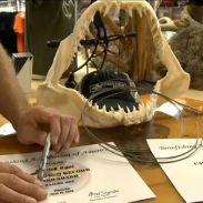 The jaw of the new bowfishing world record mako along with certificates from the BAA.