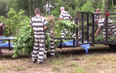 Officers and Polk County inmates spent more than four days at an illegal marijuana grow site, netting more than 100,000 plants.