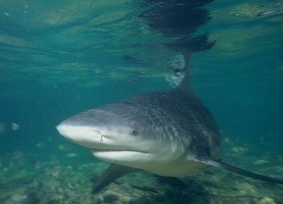 Are sharks in your favorite lake? Unless it's actually a salty estuary being used by bull sharks as a nursery, probably not.
