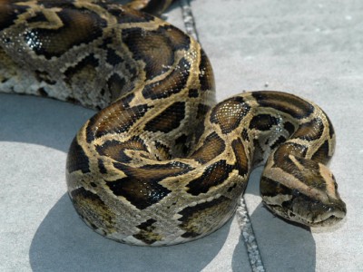 Burmese pythons have a varied diet of mammals and birds, and some will even target small alligators as well.