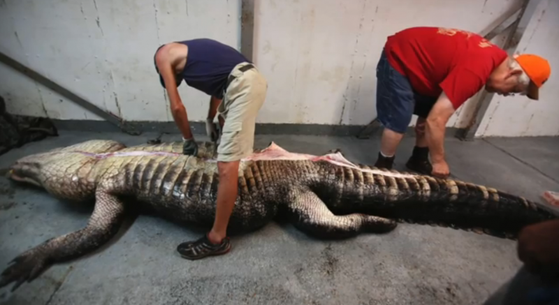 It may not be deer season, but one family of hunters inadvertently bagged a doe when they took down this 1,000-pound gator.